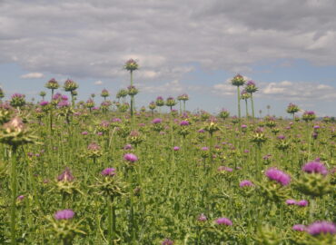 Marianum Seed